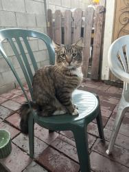 Lost Male Cat last seen Near S Claudina St, Anaheim, CA 92805
