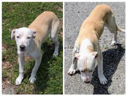 Found/Stray Unknown Dog last seen Park Avenue SW and Jefferson Avenue , Birmingham, AL 35221