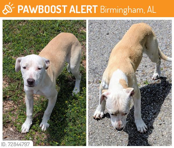 Found/Stray Unknown Dog last seen Park Avenue SW and Jefferson Avenue , Birmingham, AL 35221