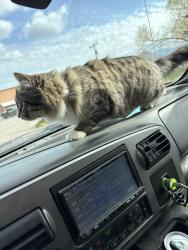 Lost Female Cat last seen MACON, Bozeman, MT 59718