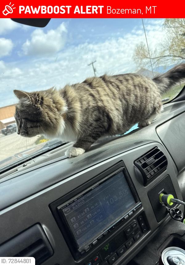 Lost Female Cat last seen MACON, Bozeman, MT 59718