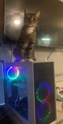 Lost Male Cat last seen Franklin Street, Cowan, TN 37318