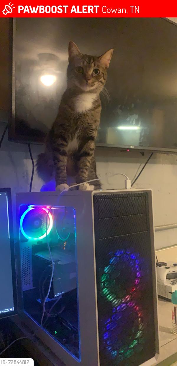 Lost Male Cat last seen Franklin Street, Cowan, TN 37318