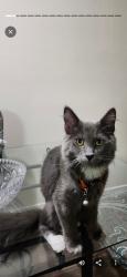 Lost Male Cat last seen Flamingo , Las Vegas, NV 89119