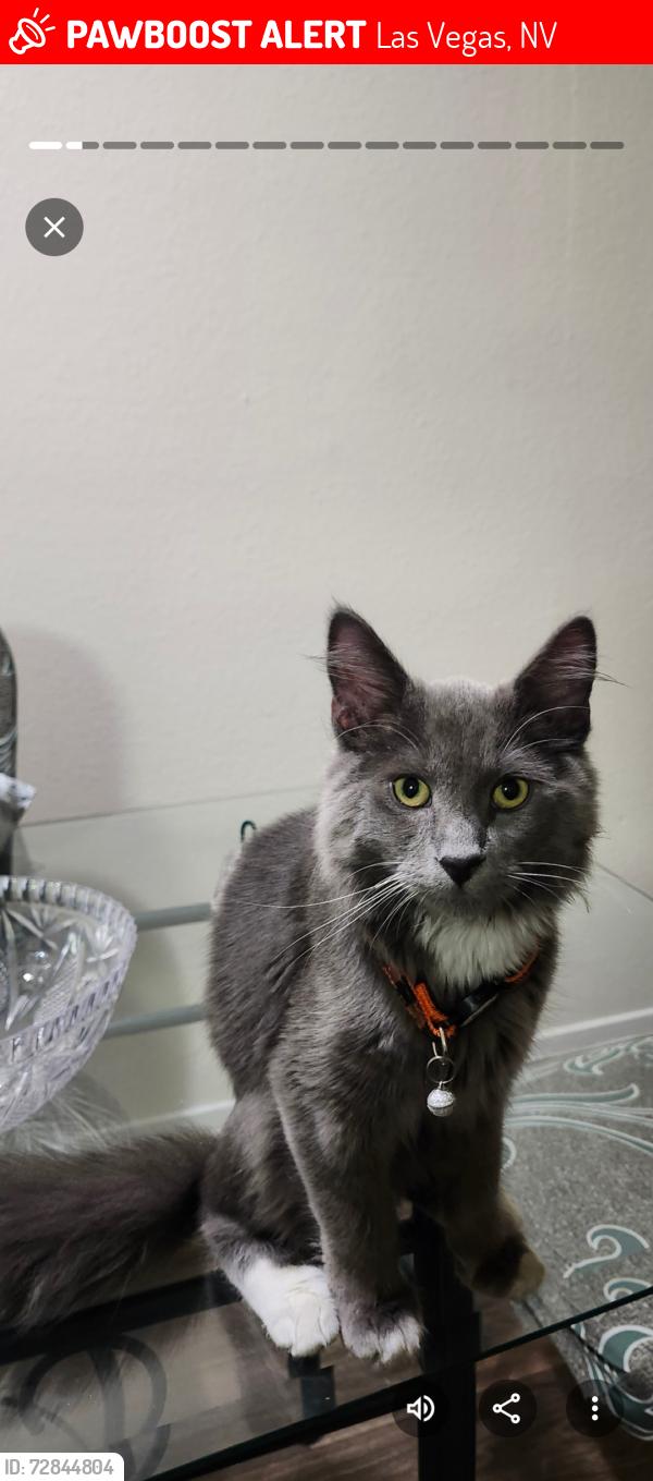 Lost Male Cat last seen Flamingo , Las Vegas, NV 89119