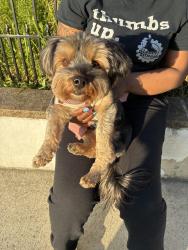 Found/Stray Female Dog last seen By Kline village, Harrisburg, PA 17103