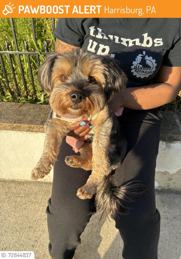 Found/Stray Female Dog last seen By Kline village, Harrisburg, PA 17103
