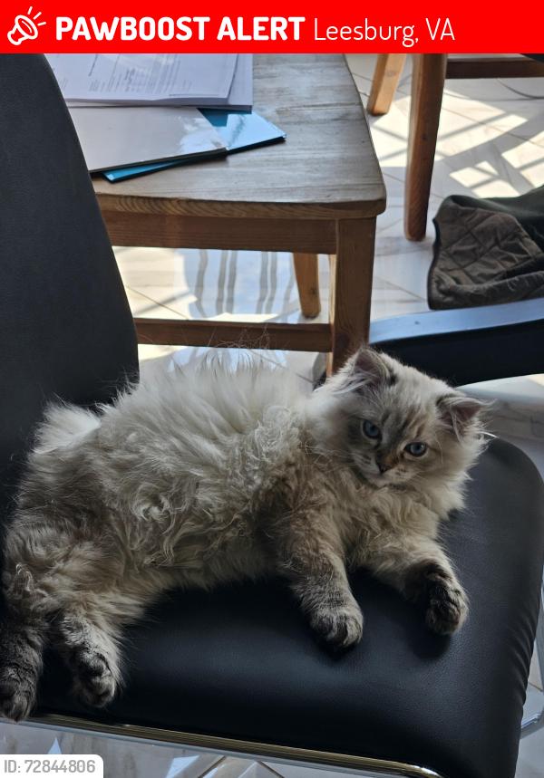 Lost Male Cat last seen Rivercreek amd Boyer Fields Pl, Leesburg, VA 20176