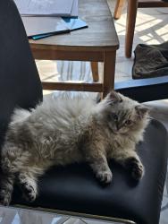 Lost Male Cat last seen Rivercreek amd Boyer Fields Pl, Leesburg, VA 20176