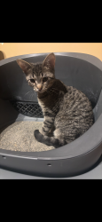 Reunited Male Cat last seen 61ct and 13th st, Cicero, IL 60804