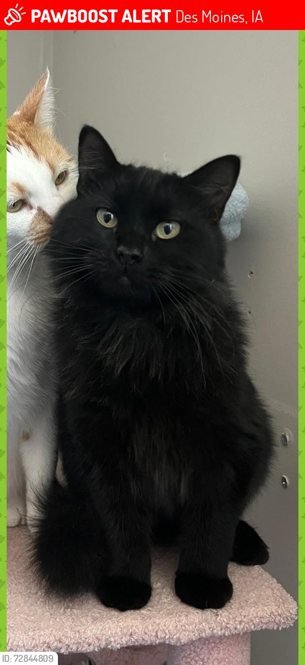 Lost Male Cat last seen Boston Ave & 30th Street near Beaverdale, Des Moines, IA 50310
