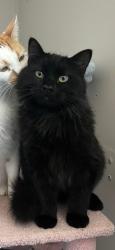 Lost Male Cat last seen Boston Ave & 30th Street near Beaverdale, Des Moines, IA 50310