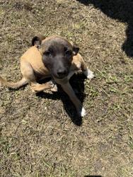 Found/Stray Female Dog last seen E kiest blvd , Dallas, TX 75216