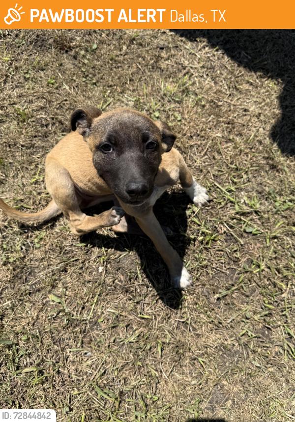 Found/Stray Female Dog last seen E kiest blvd , Dallas, TX 75216