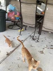 Found/Stray Female Cat last seen Vista & Spring Drive, Pasadena, TX 77504