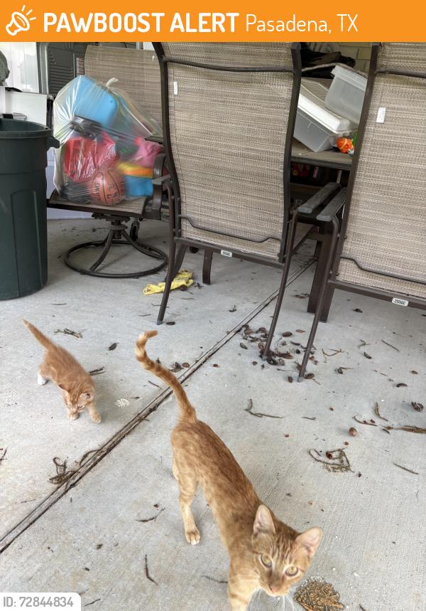 Found/Stray Female Cat last seen Vista & Spring Drive, Pasadena, TX 77504