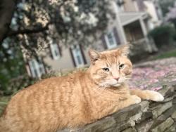 Lost Male Cat last seen Reston Parkway, Reston, VA 20194