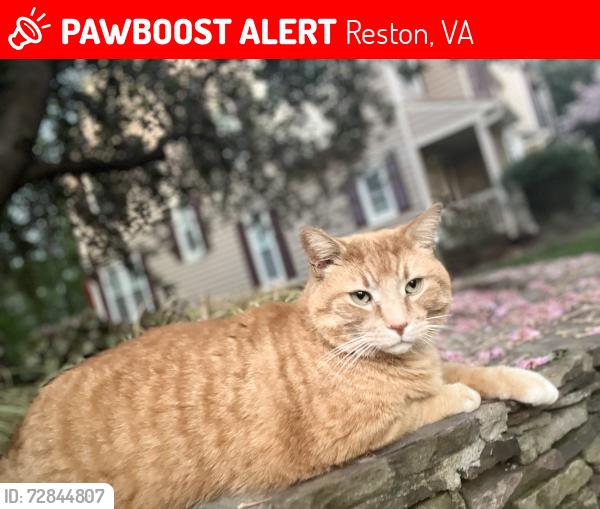 Lost Male Cat last seen Reston Parkway, Reston, VA 20194