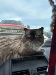Lost Male Cat last seen Near Camp Lookout at the intersection of Harrisdale st. And Oakdale st., Maryville, TN 37801