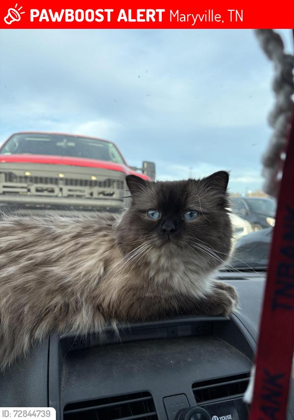 Lost Male Cat last seen Near Camp Lookout at the intersection of Harrisdale st. And Oakdale st., Maryville, TN 37801