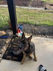 Found/Stray Female Dog last seen Clay Creek Falls and Oak Grove Rd, Dahlonega, GA 30533