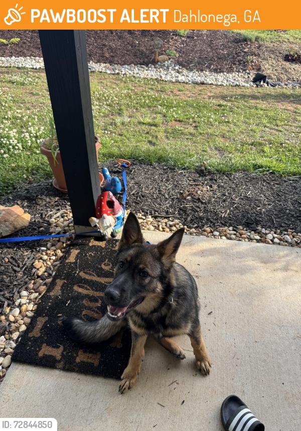 Found/Stray Female Dog last seen Clay Creek Falls and Oak Grove Rd, Dahlonega, GA 30533