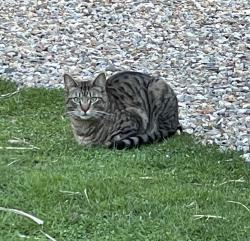 Found/Stray Unknown Cat last seen Rout 28A, Falmouth, MA 02556