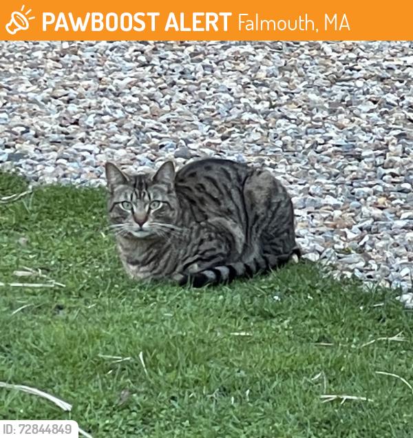 Found/Stray Unknown Cat last seen Rout 28A, Falmouth, MA 02556