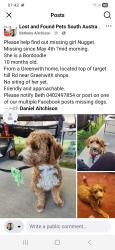 Lost Female Dog last seen Target hill, cobblers Creek, Greenwith Primary, , Greenwith, SA 5125