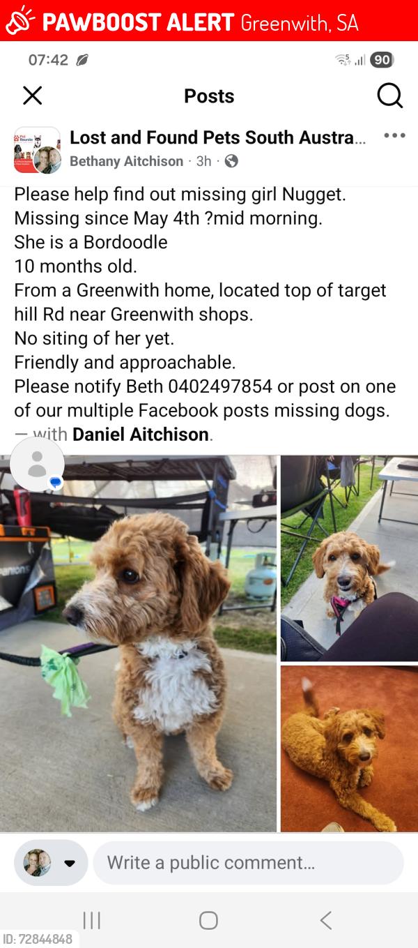 Lost Female Dog last seen Target hill, cobblers Creek, Greenwith Primary, , Greenwith, SA 5125