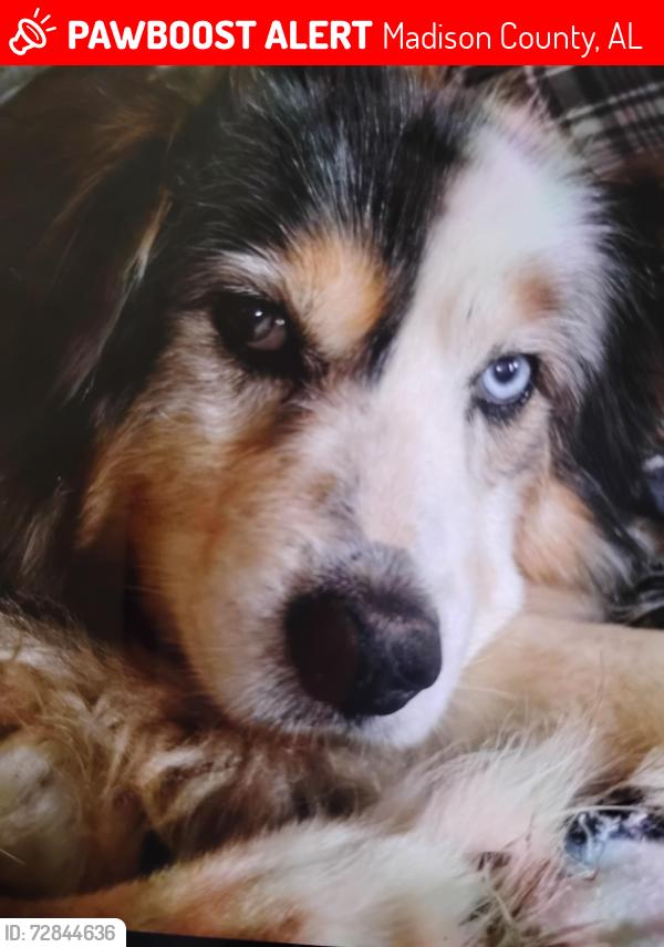 Lost Male Dog last seen Helton Avenue Hazel Green AL , Madison County, AL 35750