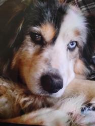 Lost Male Dog last seen Helton Avenue Hazel Green AL , Madison County, AL 35750