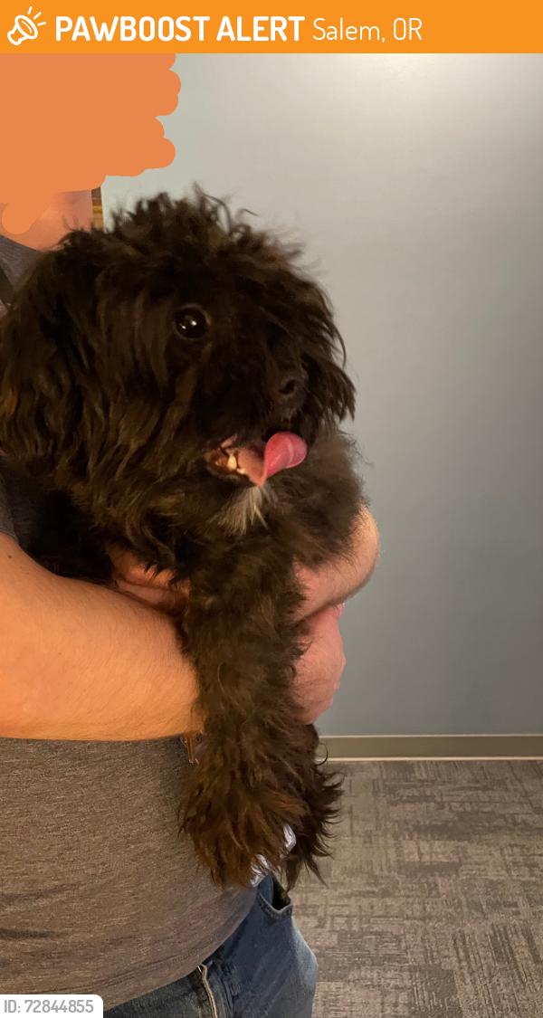 Found/Stray Unknown Dog last seen Kroc Center Salem parking lot, Salem, OR 97301