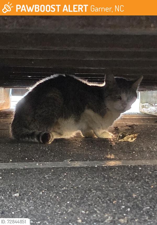 Found/Stray Unknown Cat last seen Underneath the trash containers at the entrance of Target parking lot, Garner, NC 27529