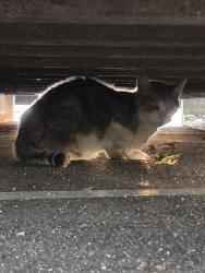 Found/Stray Unknown Cat last seen Underneath the trash containers at the entrance of Target parking lot, Garner, NC 27529