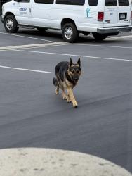 Found/Stray Unknown Dog last seen East Carnegie St and East Hospitality Ln, San Bernardino, CA 92408
