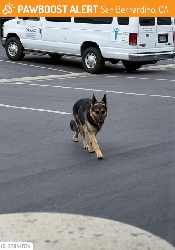 Found/Stray Unknown Dog last seen East Carnegie St and East Hospitality Ln, San Bernardino, CA 92408