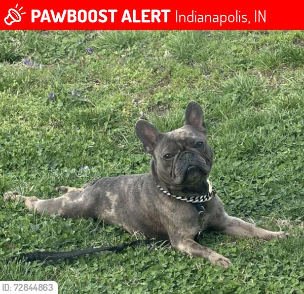 Lost Male Dog last seen 13th & MLK, Indianapolis, IN 46202