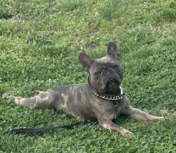 Lost Male Dog last seen 13th & MLK, Indianapolis, IN 46202