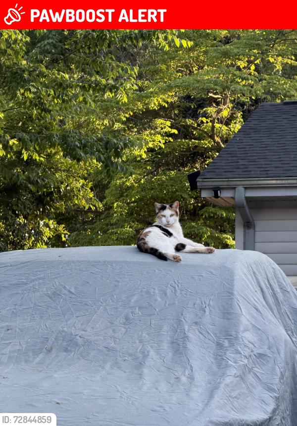 Lost Female Cat last seen Standford Cir on Bethesda Church Rd, Gwinnett County, GA 30044