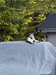 Lost Female Cat last seen Standford Cir on Bethesda Church Rd, Gwinnett County, GA 30044