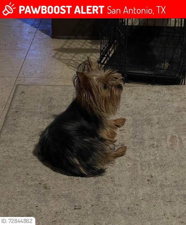 Lost Female Dog last seen Gittinger Dr., Forest green St., ww white, southcross, San Antonio, TX 78222