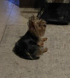Lost Female Dog last seen Gittinger Dr., Forest green St., ww white, southcross, San Antonio, TX 78222