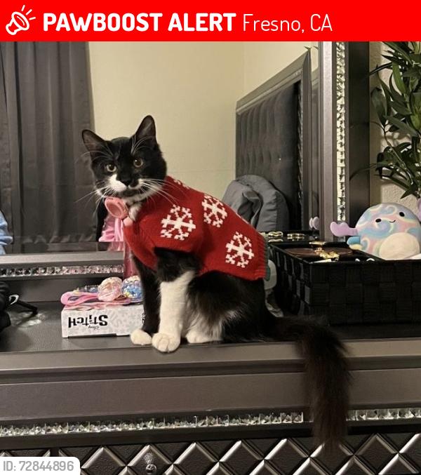 Lost Female Cat last seen Near Washington ave, Fresno, CA 93702