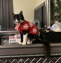 Lost Female Cat last seen Near Washington ave, Fresno, CA 93702