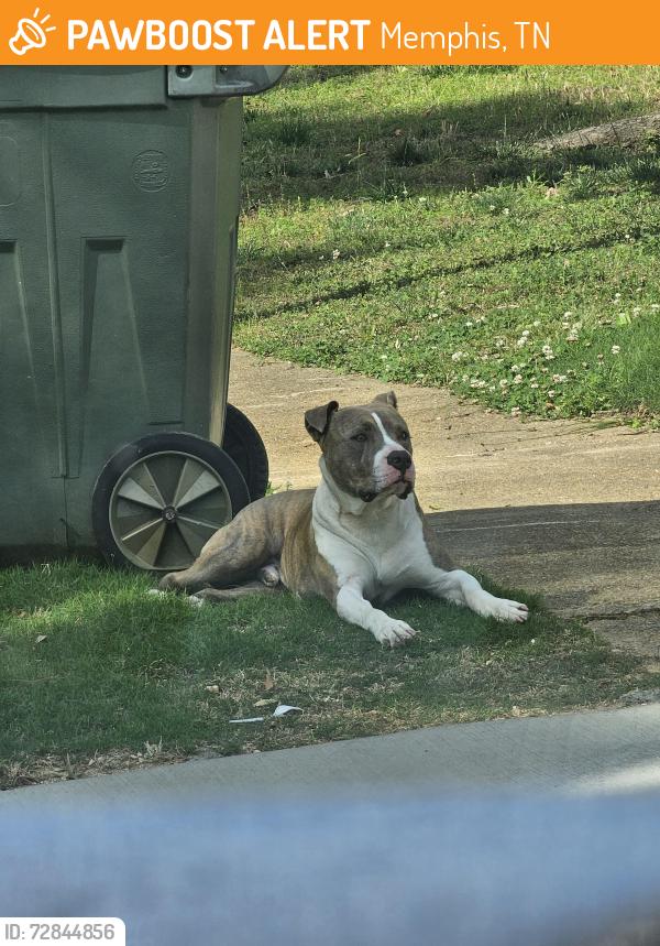 Found/Stray Male Dog last seen Near Village Oak Cv, Memphis, TN 38118
