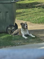 Found/Stray Male Dog last seen Near Village Oak Cv, Memphis, TN 38118