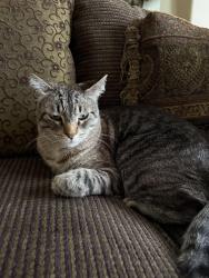 Lost Male Cat last seen Day Creek Blvd and Banyan, Rancho Cucamonga, CA 91739