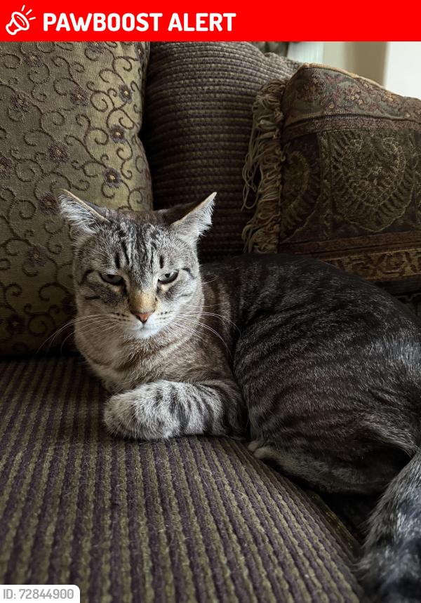 Lost Male Cat last seen Day Creek Blvd and Banyan, Rancho Cucamonga, CA 91739
