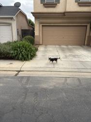 Found/Stray Male Dog last seen Shepherd and Willow, Clovis, CA 93619